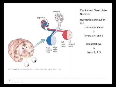 image-What is lateral dorsal nucleus?