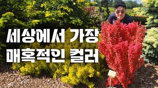 지독하게도 매혹적인 색깔을 뽐내는 매자 오렌지아이스 드디어 입고! 단 한 그루만으로도 정원의 밝기가 달라집니…