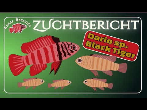 Keeping and breeding the Dario sp. Black Tiger