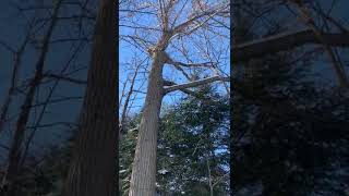 American Chestnut Trees Standing before Cutting