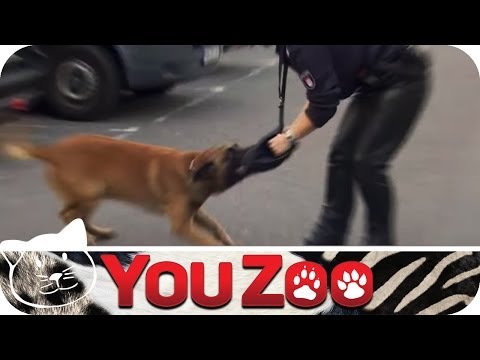 Hunde-streife im Einsatz - Sabrina │YouZoo