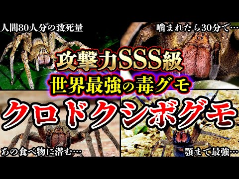 Clubionidaeについて詳しく解説