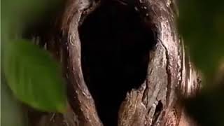 ஒரு மர பொந்தில் அனில் கூடு கட்டி குட்டி போட்டு வளர்ந்து வரும் அருமையான காட்சி