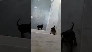 Miniature Pinscher Puppies Videos