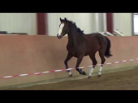 Cascadello II x Cheenook , geb.20014