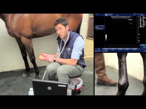 IMV imaging Ultrasonography of the Distal Limb video 10 - The suspensory branches