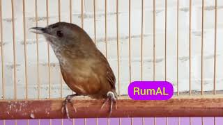 Download lagu Tieu Mi a.k.a Wambi Mini ngerol dahsyat. Burung lain ikut ke pancing Kicau mp3 Download lagu Tieu Mi a.k.a Wambi Mini ngerol dahsyat. Burung lain ikut ke pancing Kicau mp3