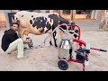Gaaiya K Lye Milking Machine Lay Li
