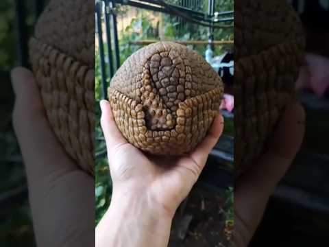 Armadillo 😯 #Animals