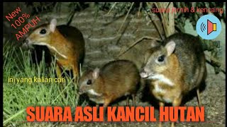 Download lagu suara asli kancil hutan/pelanduk/napuah.pemanggil temannya. mp3