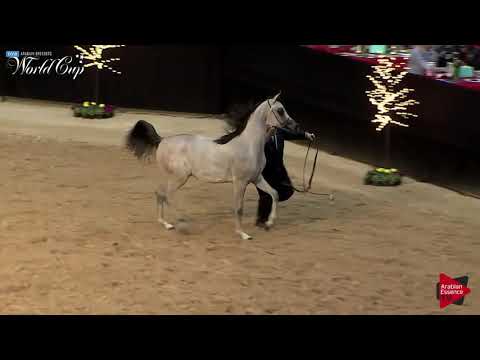 N.196 SINAN RAR - LAS VEGAS 2019 - IntArah Championship (Class 127).mp4