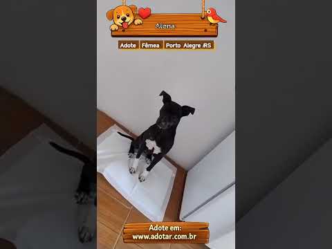 Vídeo de Atena