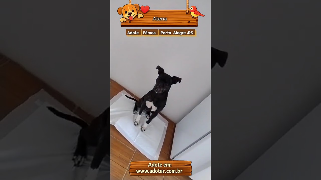 Cachorro raça SRD-ViraLata idade 1 ano nome Atena