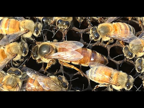 Queen Acceptance and Queen Supersedure