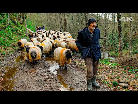 Family Heritage - Traditional Highland Migration | Documentary ▫️4K▫️