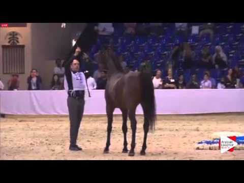 N.227 TF COLOURS - Dubai 2016 - Stallions 7-9 years old (Class 13)