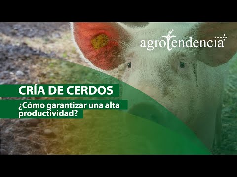 , title : 'Producción de carne de CERDO de calidad'