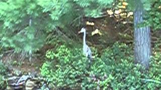 preview picture of video 'Heron on Tanamakoon Lake, Algonquin Park'