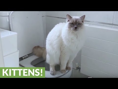 Toilet trained cat knows how to flush when finished - YouTube