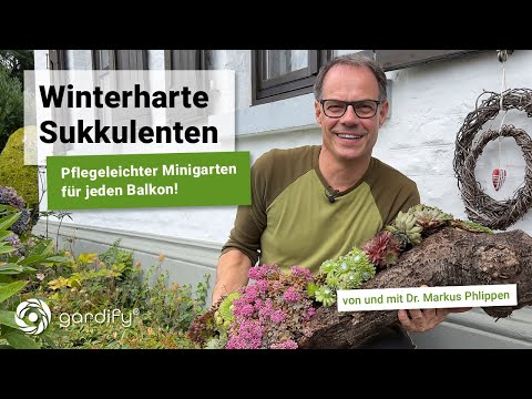 Hardy succulents - an easy-care mini garden for any balcony! Houseleek | gardify tips