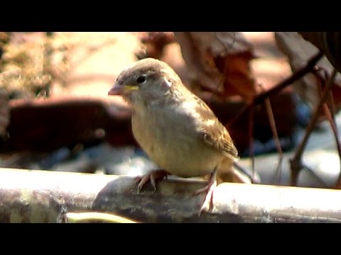 Vrabec domáci kúpanie v prachu — dust bathing demo