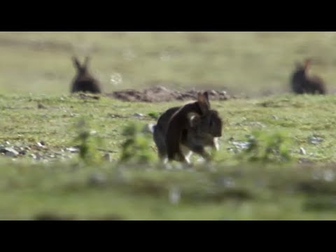Stoat kills rabbit ten times its size - Life