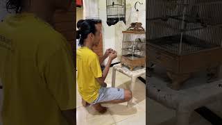 Download lagu It's time to care for the Kemlade bird which can attract #birds #chirpingmania #qinarabanyuwangi mp3