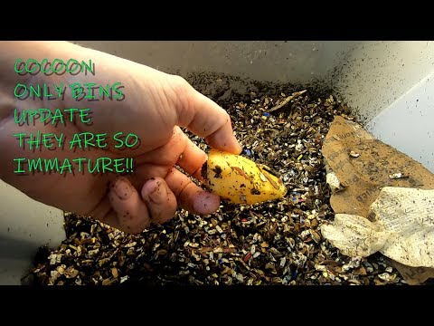 Red Wiggler and ENC Cocoon only bin- So Immature