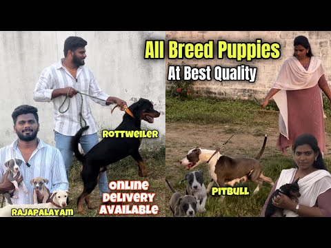 Top Quality DOG 🐕 Kennel in Chennai | Home Delivery | All Breed Puppies 🐶 Available