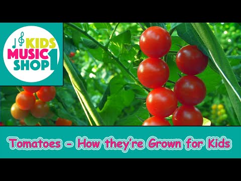 , title : 'Tomat - Bagaimana Ditumbuhkan untuk Anak-Anak'
