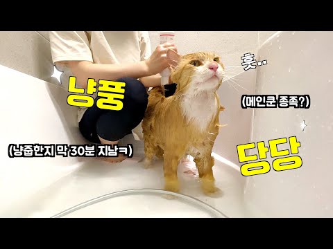 길에서 냥줍한 메인쿤(?)의 첫 목욕 현장.. 메인쿤은 수속성 고양이라는데 과연?!ㅋ