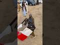 Kite Looting Video Kite Kiteground Kiteflying Kitevideo Patang Shortvideos Kitelooting