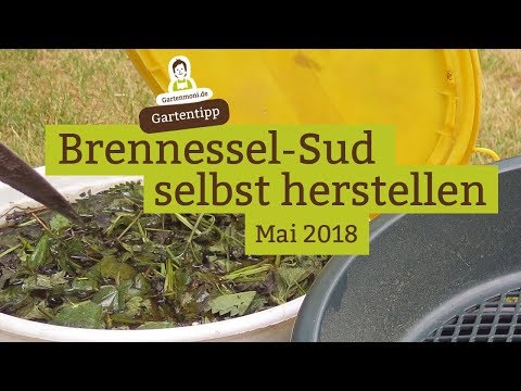 Make your own nettle brew / nettle manure as plant fertilizer