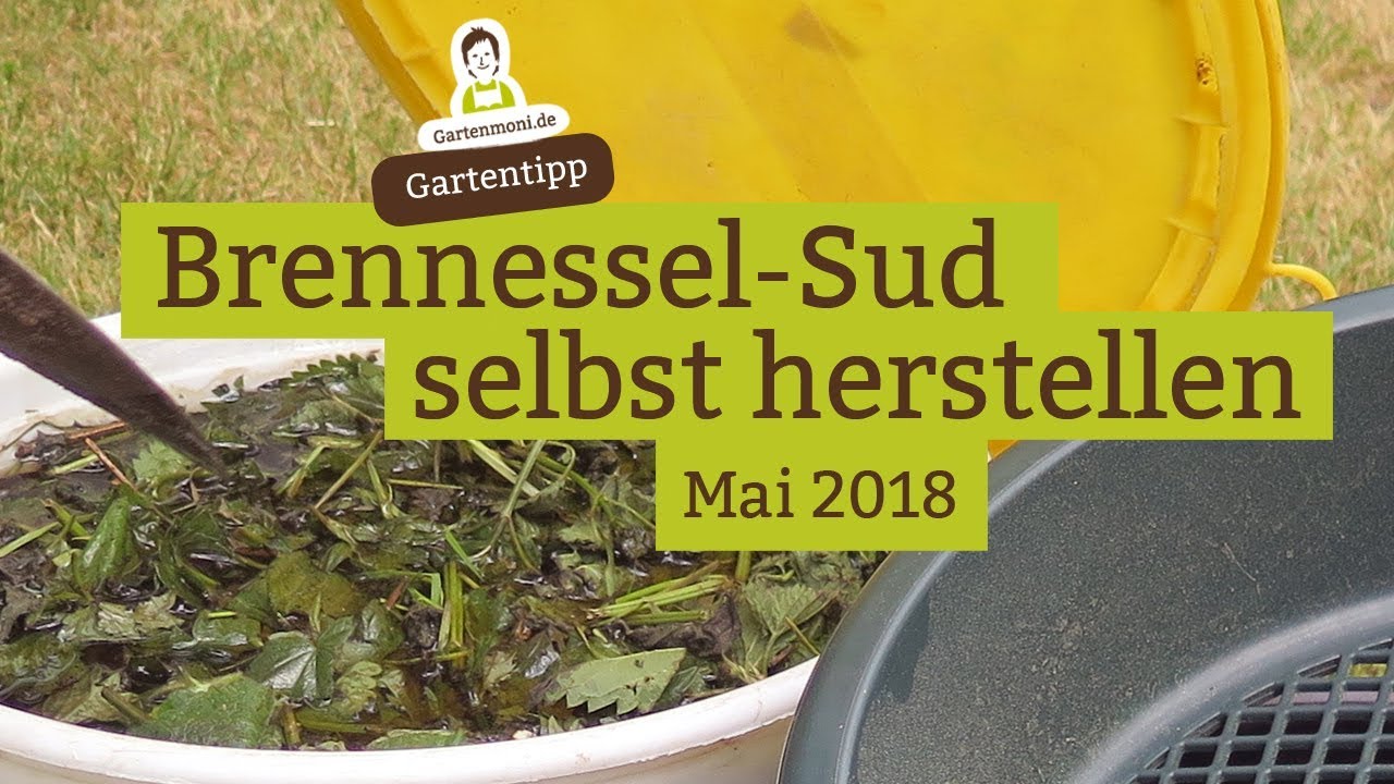 Bienenfreundliche Pflanzen  Blumen & Sträucher