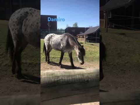Damiro❤️🐴