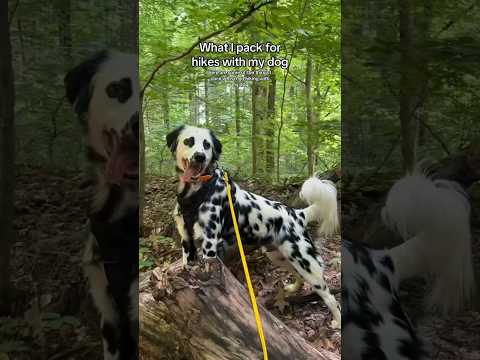 Dog hiking essentials 🐕🍃🪵🥾 #Dog #Dogs