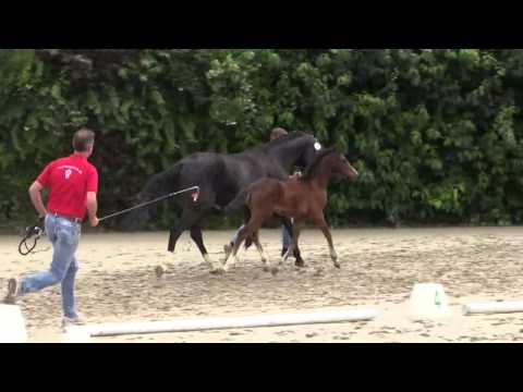 Stute von Rock Forever