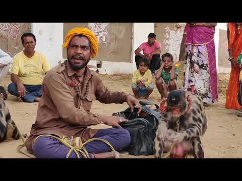 मदारी का कारनामा बंदर बना अक्षय कुमार और शाहरुख खान की एक्टिंगFunny Cultural Video Pushkar Mela 2019