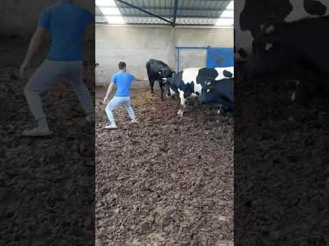 Boğa #boğa #tosun #inek #cow #bull #bullfightgoa #boğagüreşleri #fighting #animal #shortvideo