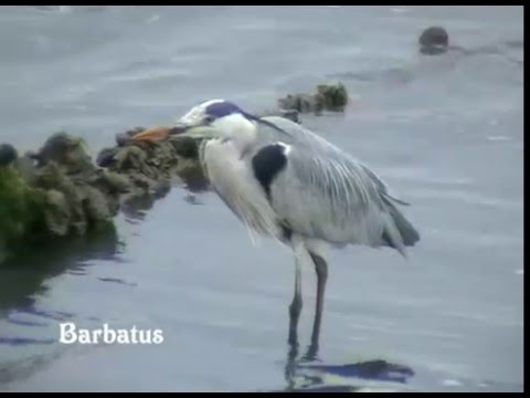 Garza real - Ardea cinerea