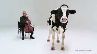 Tulipan Skip the cow. 20" anuncio