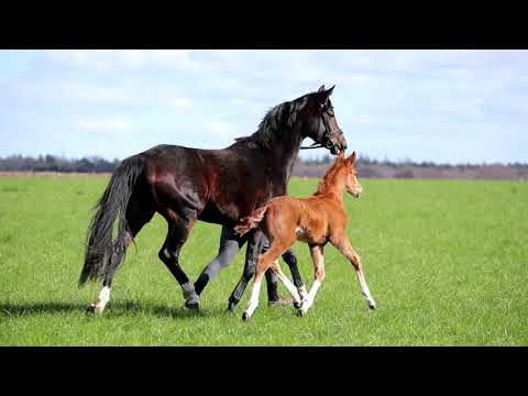 Hengstfohlen von Borsalino / Buckingham
