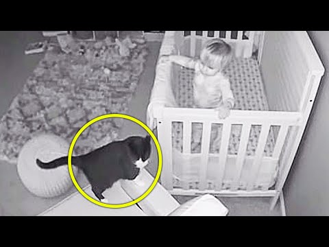 Cat Hailed a Hero After Saving Baby From Abusive Babysitter