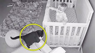 Cat Hailed a Hero After Saving Baby From Abusive Babysitter video