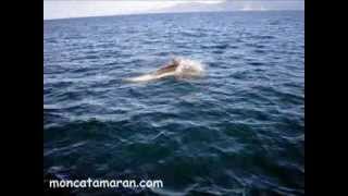 preview picture of video 'MONCATAMARAN.COM ET LES DAUPHINS (1)'