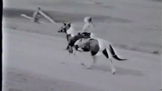 Dog and Pony show