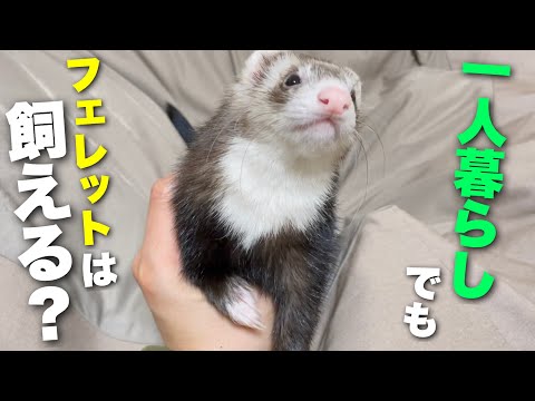 ペットとしてのフェレット