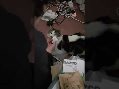 Cleaning my cats dirty nose