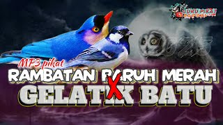 Download lagu MP3 pikat burung gelatik dan rambatan RPM terbaru mp3