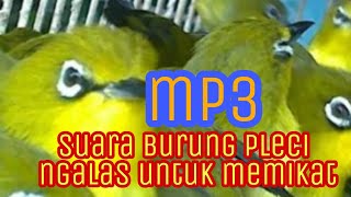 Download lagu suara pikat burung pleci MP3 suara pikat pleci ngalas gacor mp3
